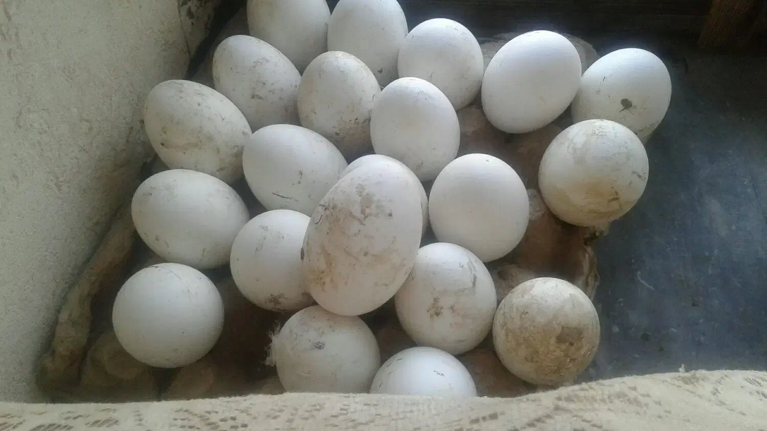 تخم مرغ|حیوانات مزرعه|سیمین شهر, |دیوار