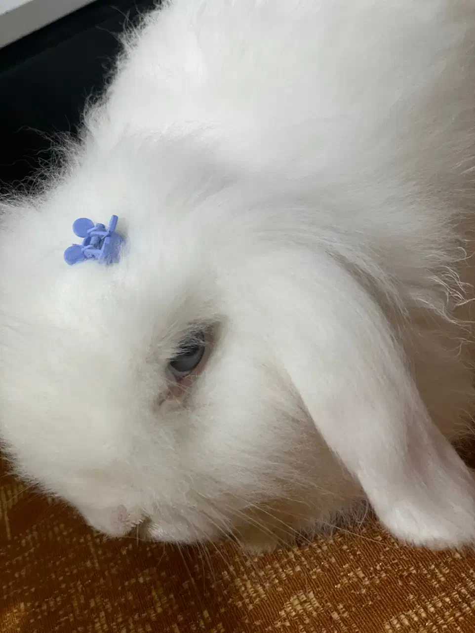 خرگوش لوپ ترکیش|موش و خرگوش|گرگان, |دیوار