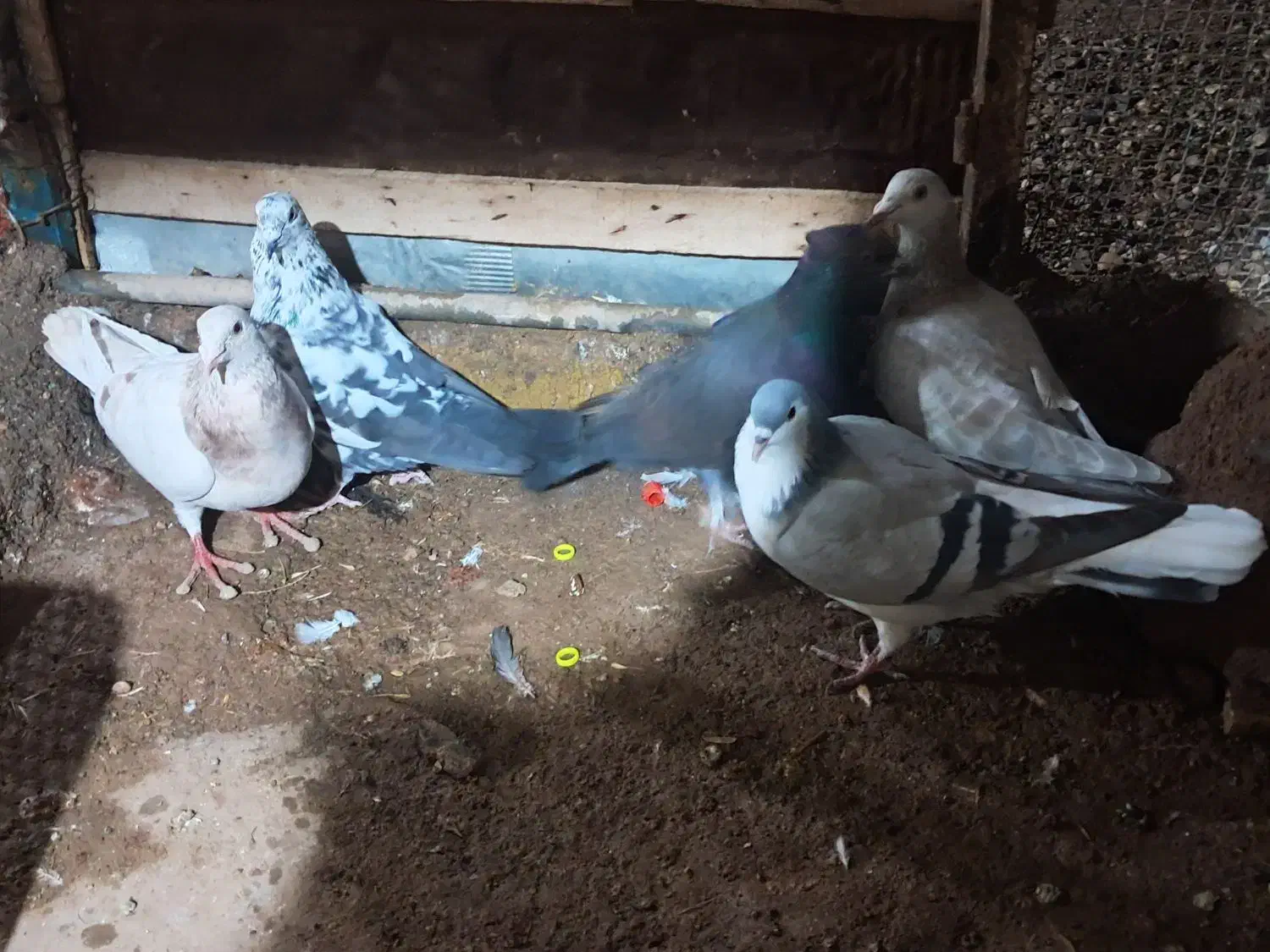 پنج عدد کبوتر|پرنده|دشتابی, |دیوار