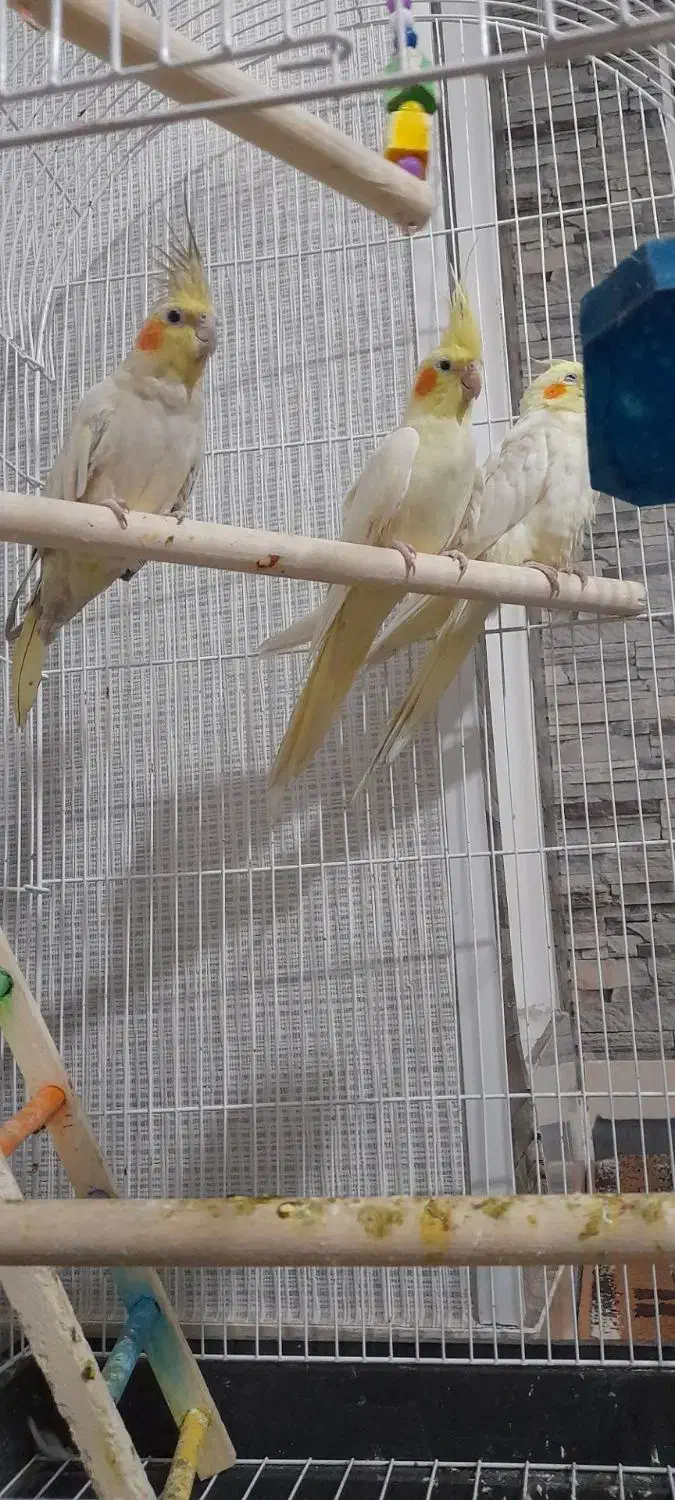 عروس هلندی حراج|پرنده|محمدیه-قزوین, |دیوار