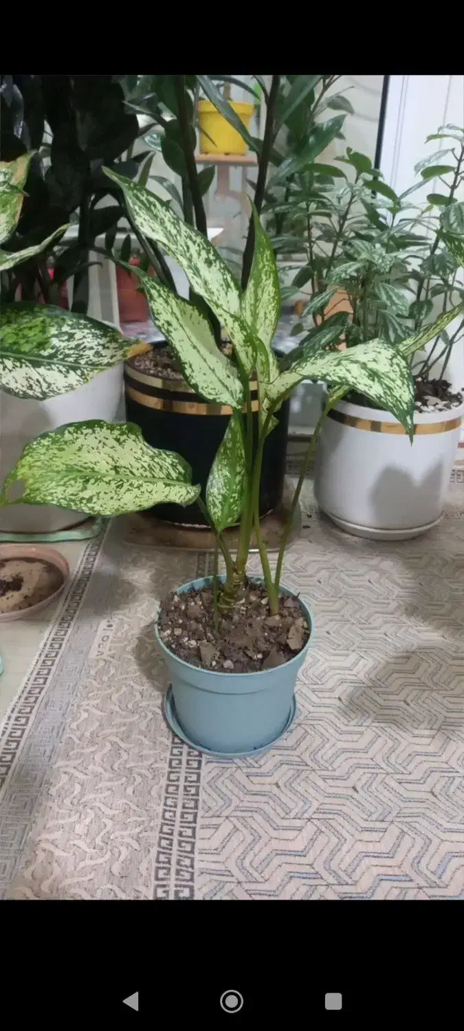 رژ لب|آرایشی، بهداشتی، درمانی|سرپل ذهاب, |دیوار