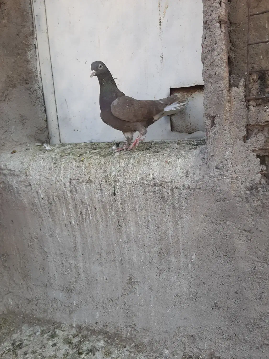 طوقی دمسفید|پرنده|رفسنجان, |دیوار