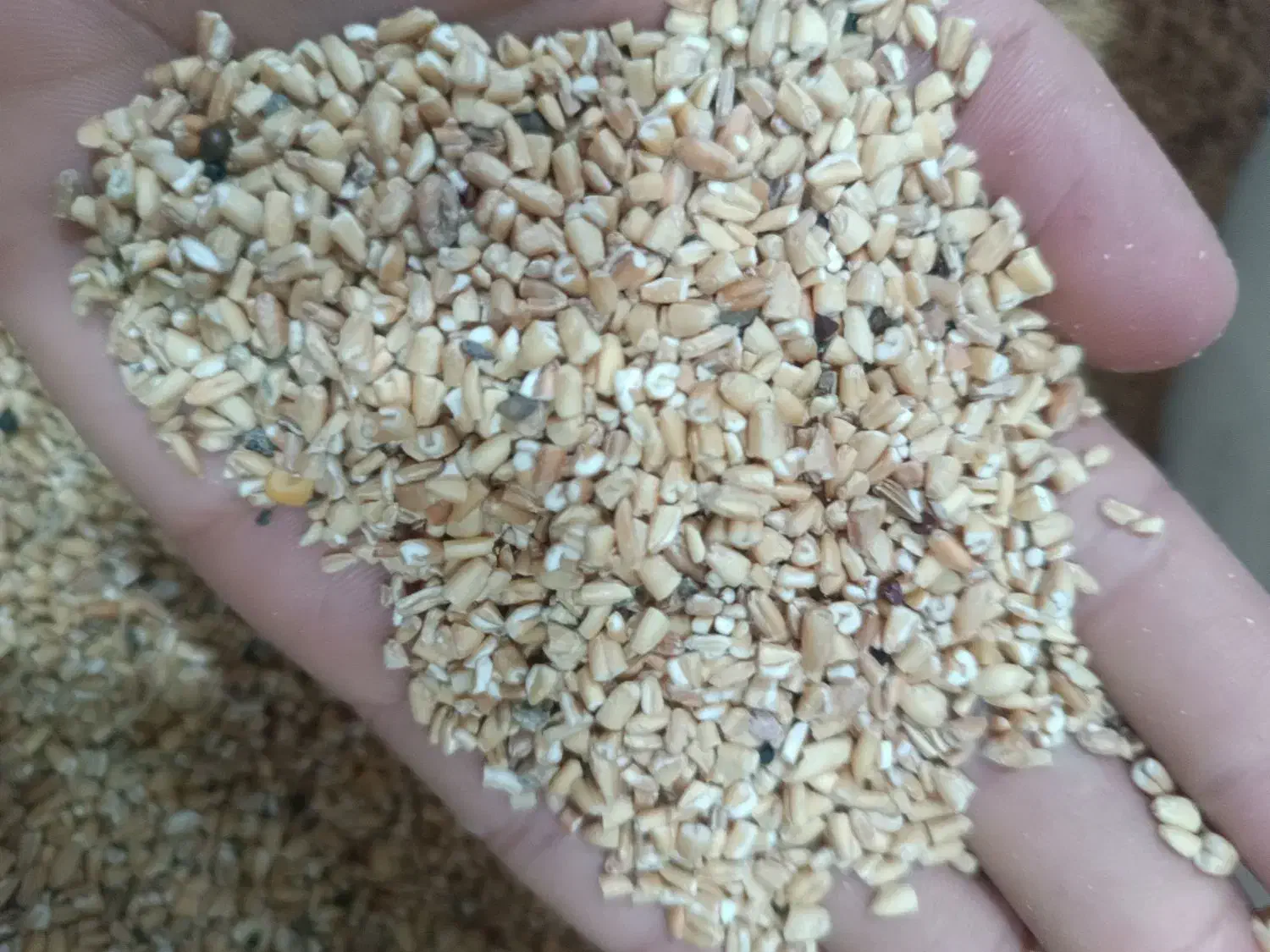 گندم شکسته|خوردنی و آشامیدنی|بندر ماهشهر, |دیوار