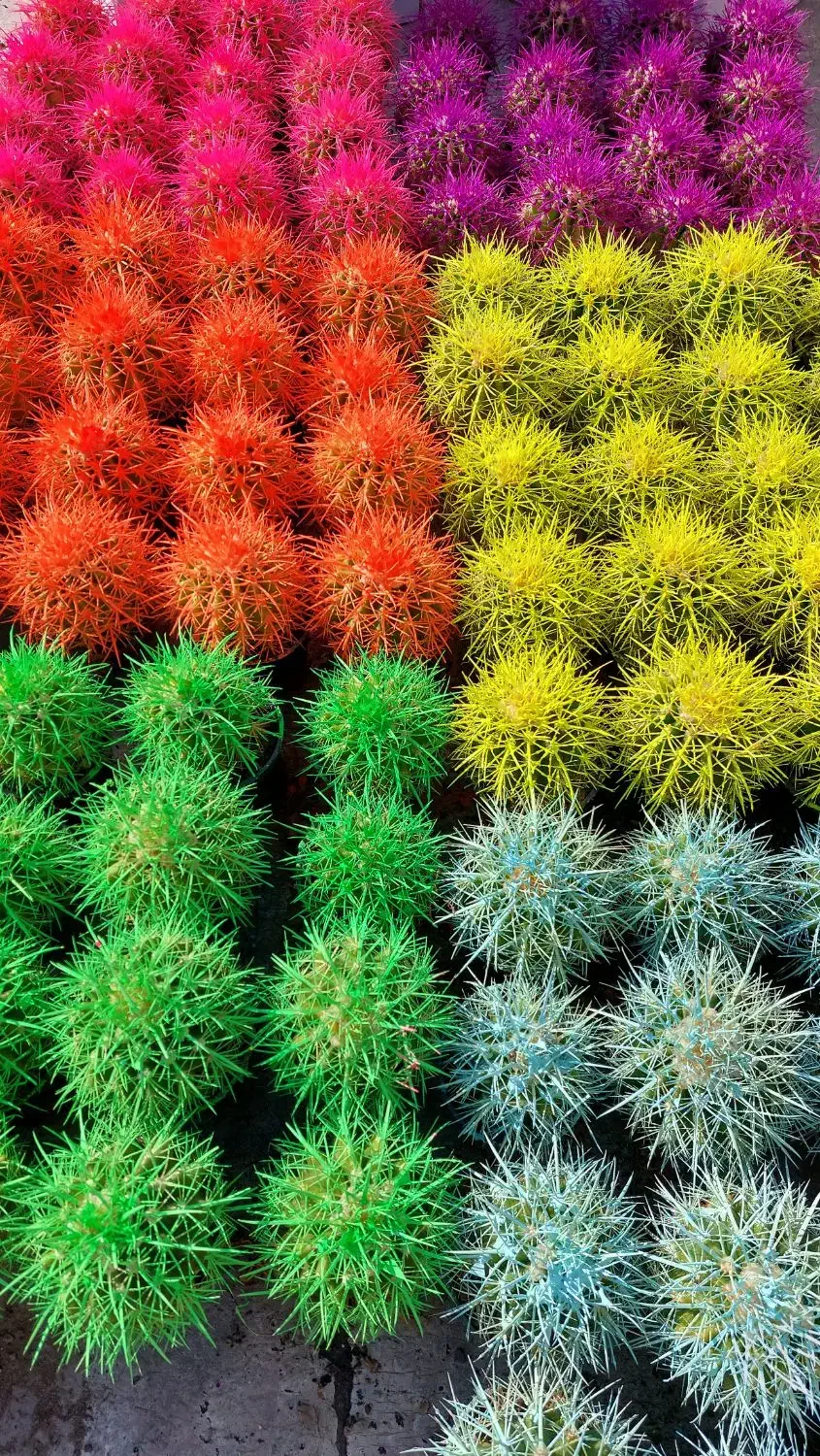 کاکتوس رنگی|گل و گیاه طبیعی|اصفهان, ارغوانیه|دیوار