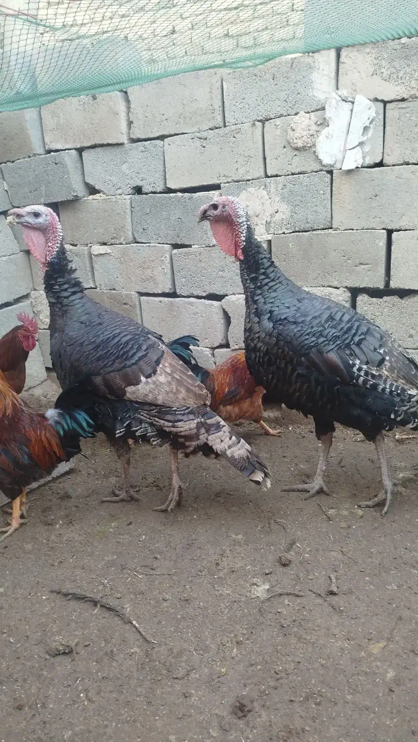 خروس وبوقلمون محلی|حیوانات مزرعه|لیلان, |دیوار