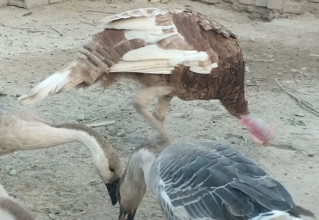 بوقلمون نر|حیوانات مزرعه|هیرمند, |دیوار