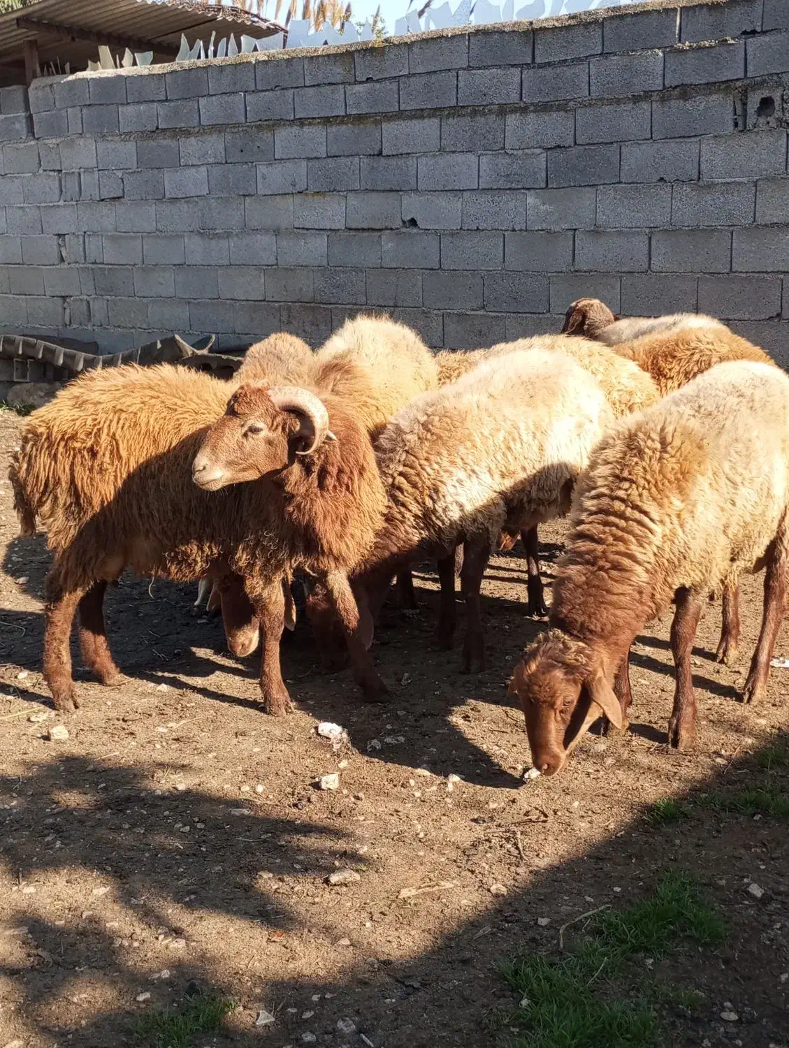 گوسفندبره نر|حیوانات مزرعه|جویبار, |دیوار