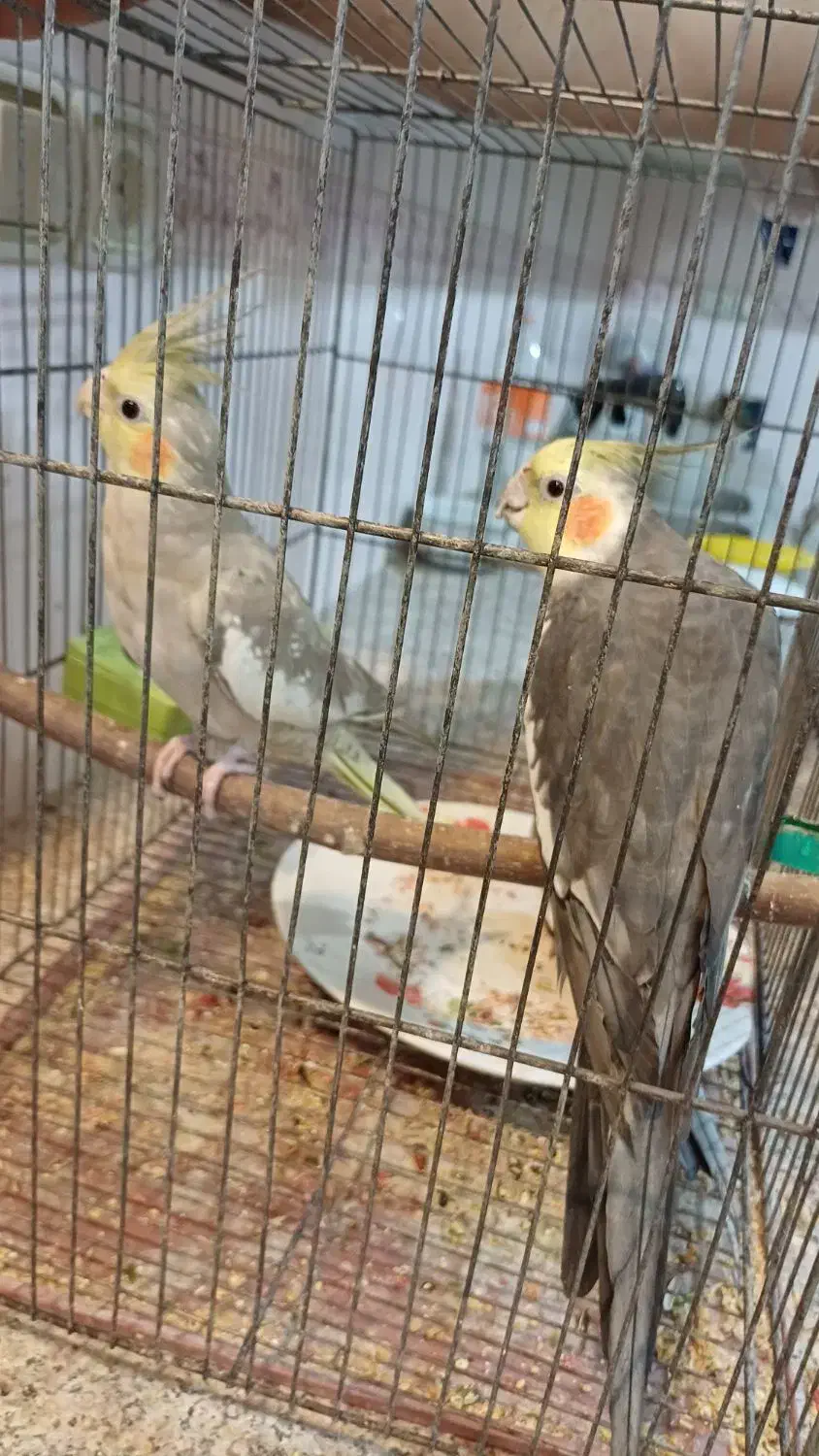 طوطی|پرنده|سامان, |دیوار