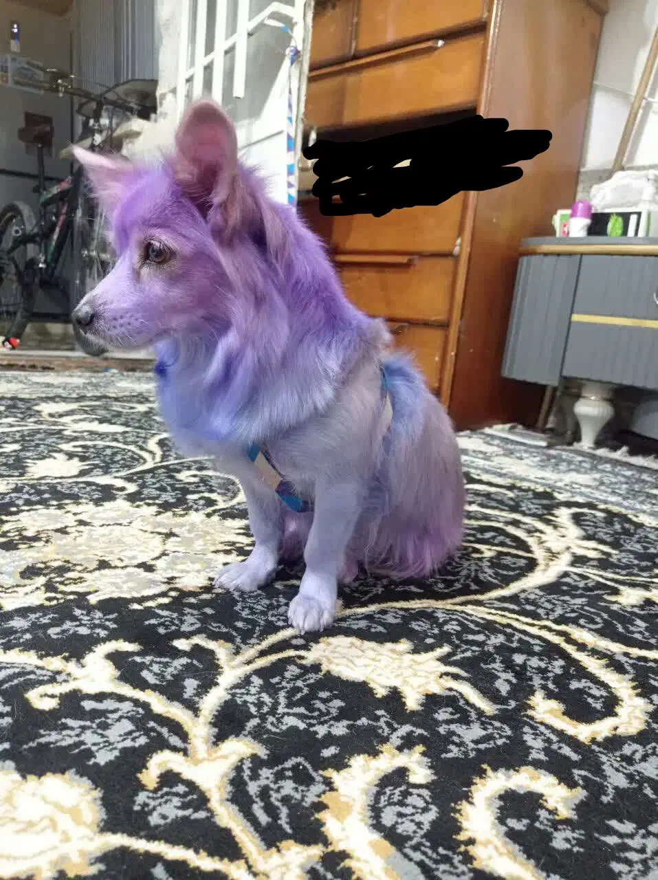 پامر روباهی|سگ|کرمانشاه, |دیوار