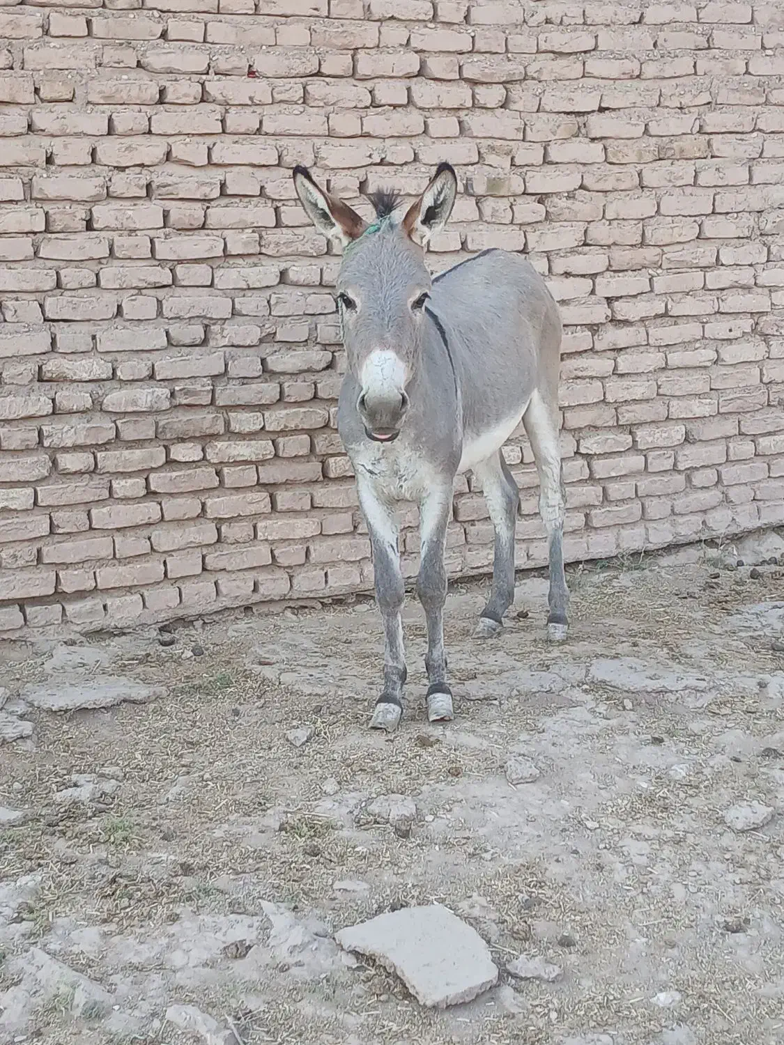 الاغ نر میش و بز|حیوانات مزرعه|گرمسار, |دیوار