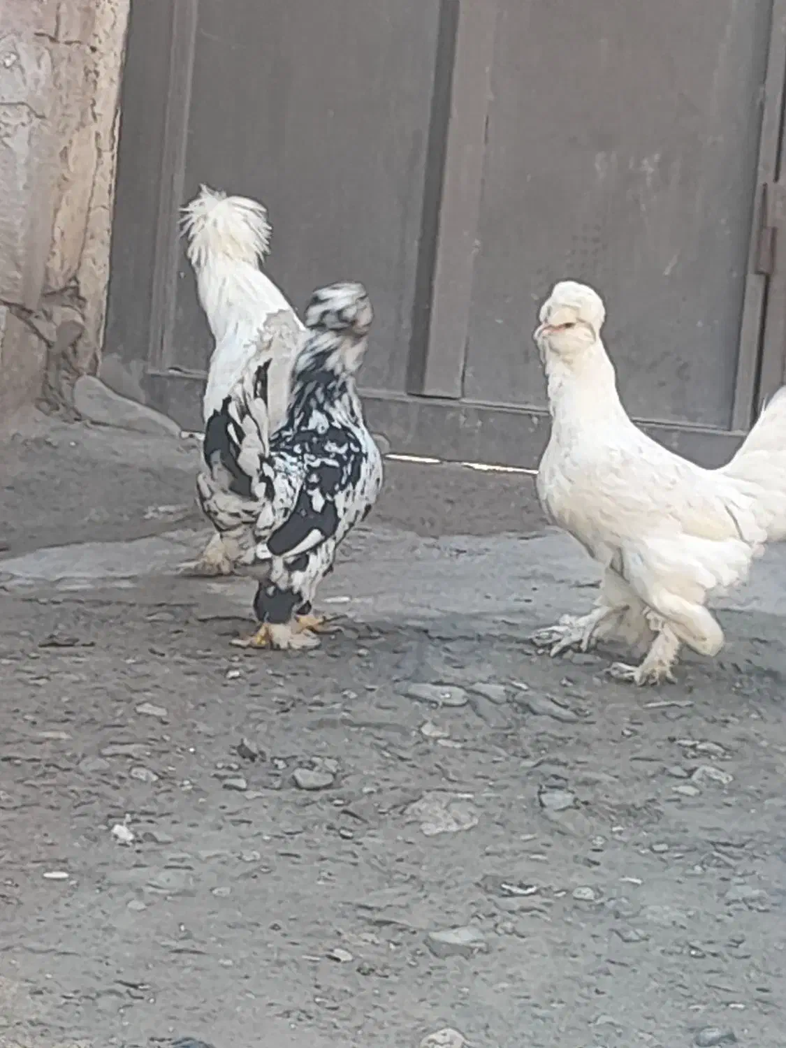 مرغ وخروس سلطان|حیوانات مزرعه|مرند, |دیوار