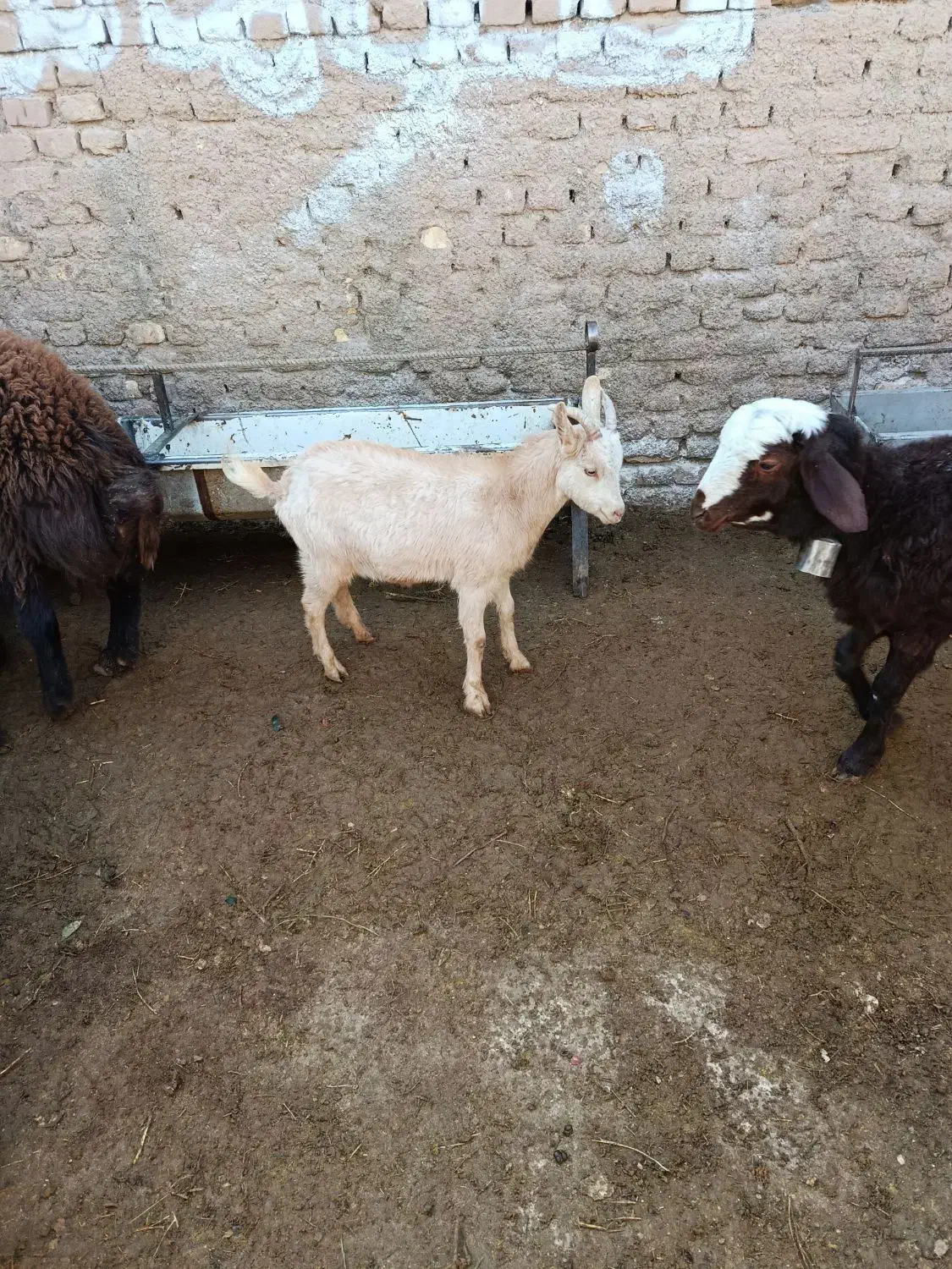 فروش بز سانن و بزغاله ماده|حیوانات مزرعه|سبزوار, ابارش|دیوار