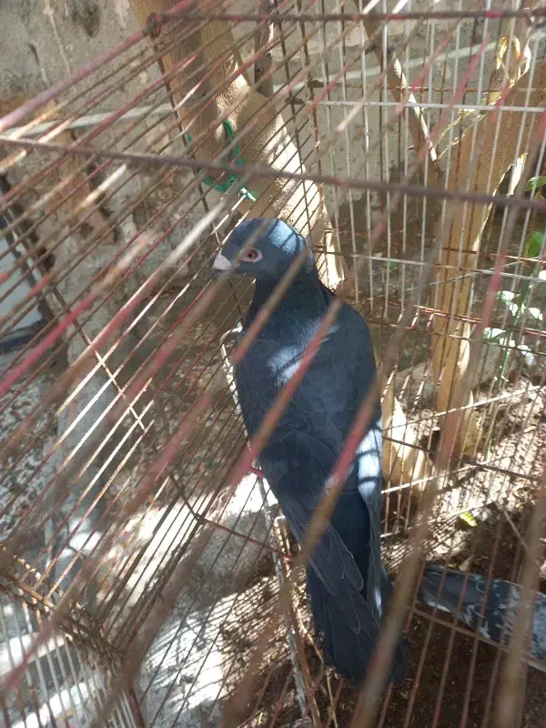 کفتر|پرنده|بندرعباس, |دیوار