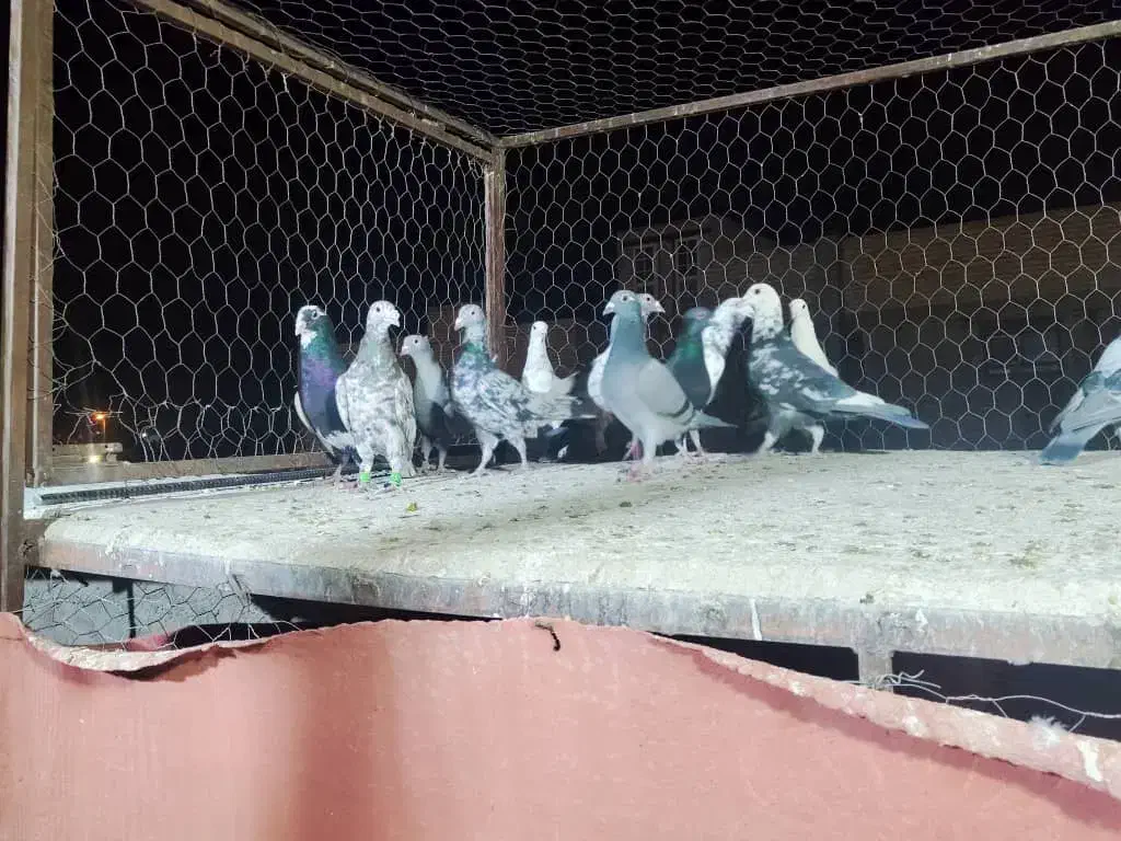 دسته فروشی|پرنده|شیراز, شهرک گلها|دیوار