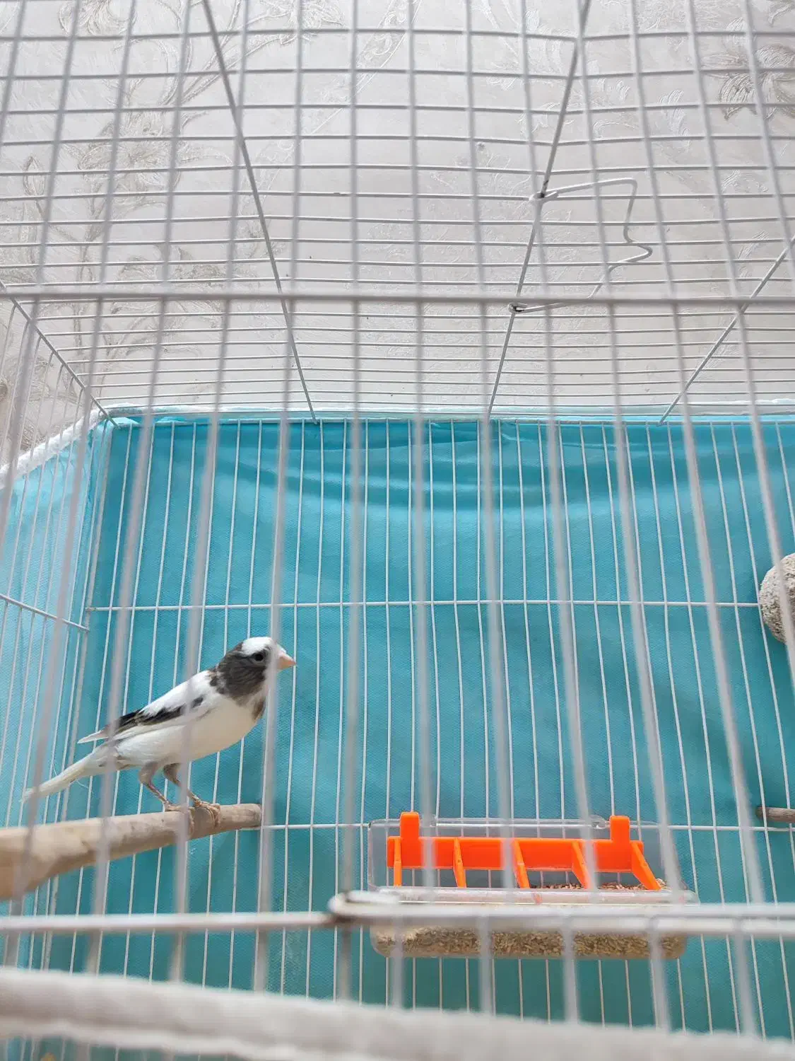 قناری نر|پرنده|مشهد, کاظم آباد پنجشنبه|دیوار