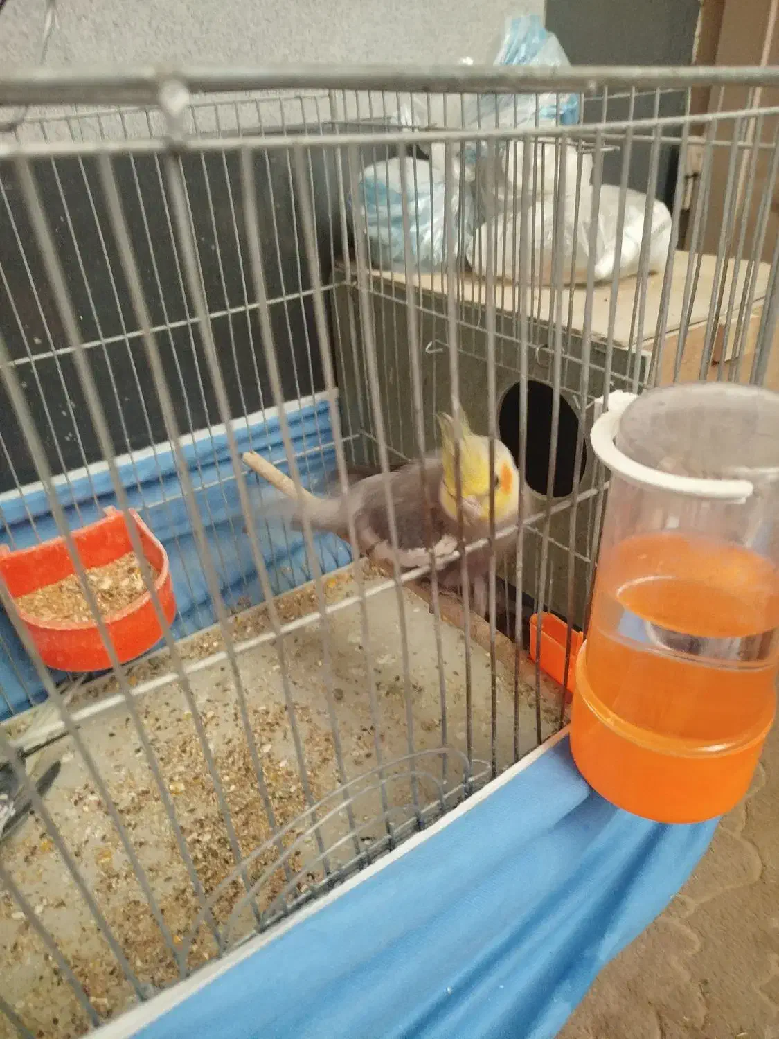 یک جفت عروس هلندی|پرنده|خمینی‌شهر, |دیوار