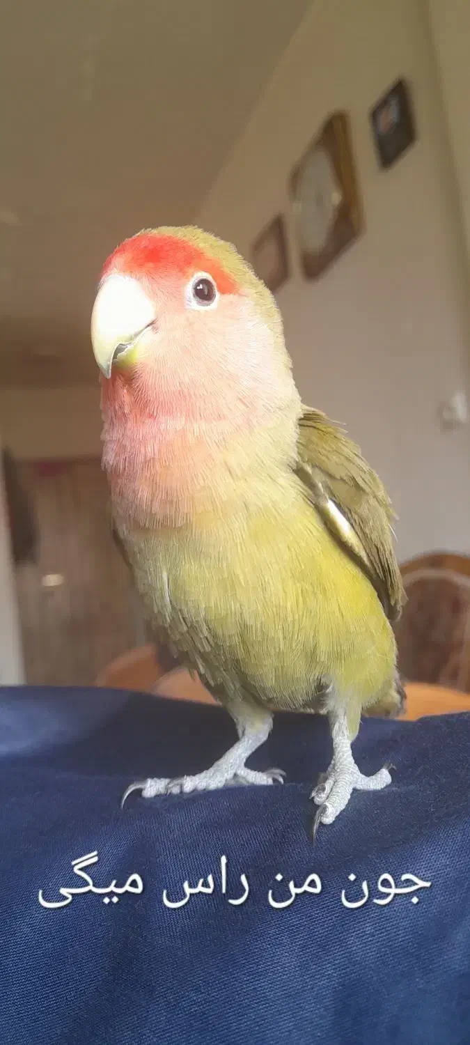 پرنده طوطی برزیلی|پرنده|شاهین‌شهر, شهرک گلدیس|دیوار