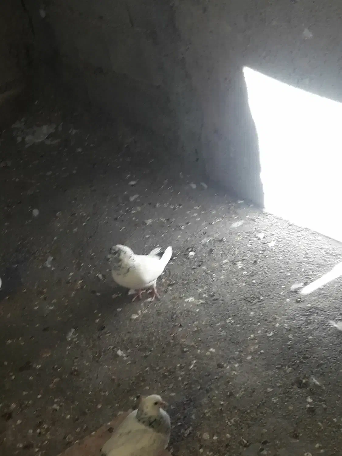 کبوترگمشده|پرنده|گوآور, |دیوار