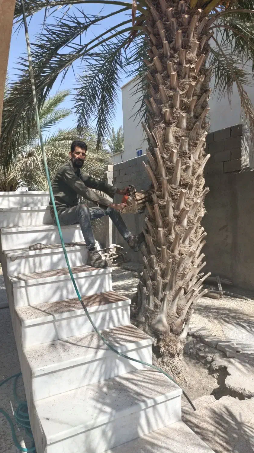 خدمات نخل بری زارعی|خدمات باغبانی و درختکاری|بهبهان, |دیوار