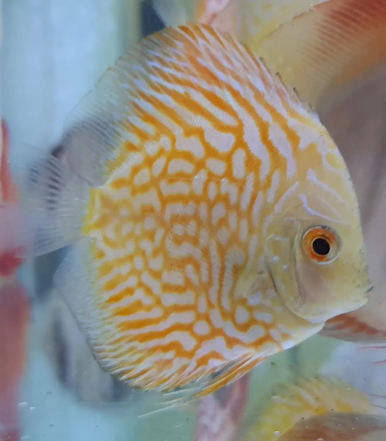 سه عدد دیسکس ساز ۳ و ۳.۵|ماهی|تهران, شیخ هادی|دیوار