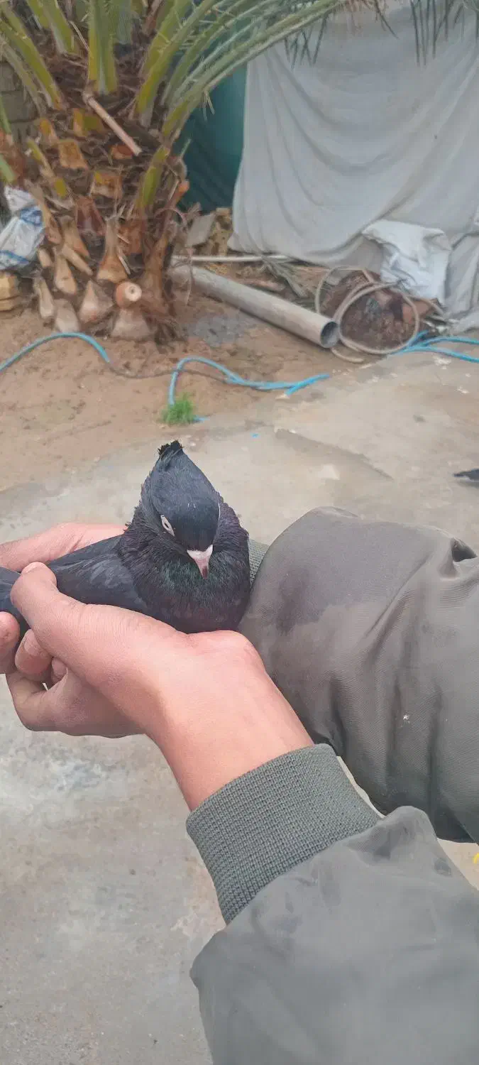 کبوتر سیاه و رنگی|پرنده|امیدیه, |دیوار