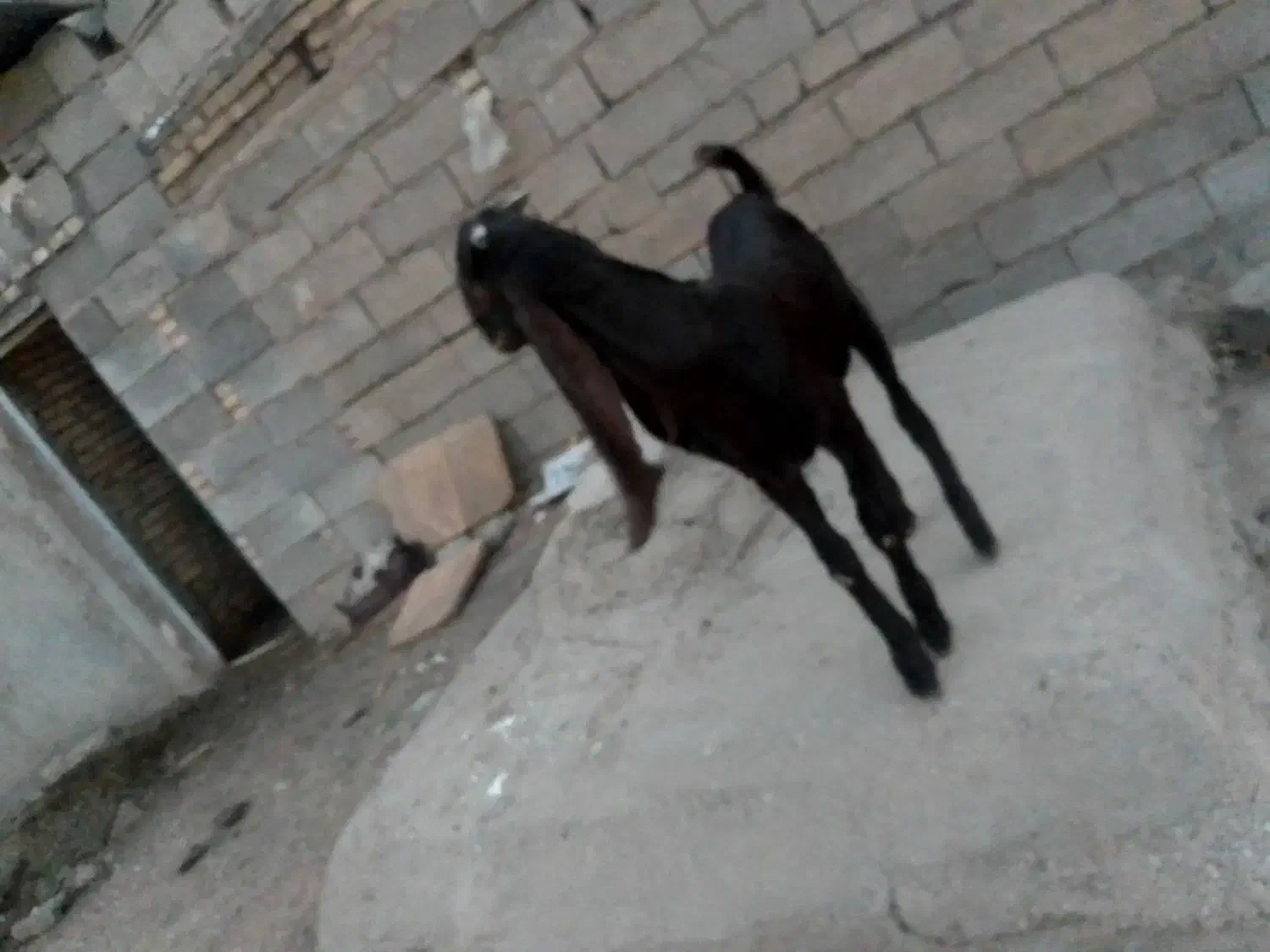 نر بز پاکستانی اصل|حیوانات مزرعه|شوشتر, |دیوار