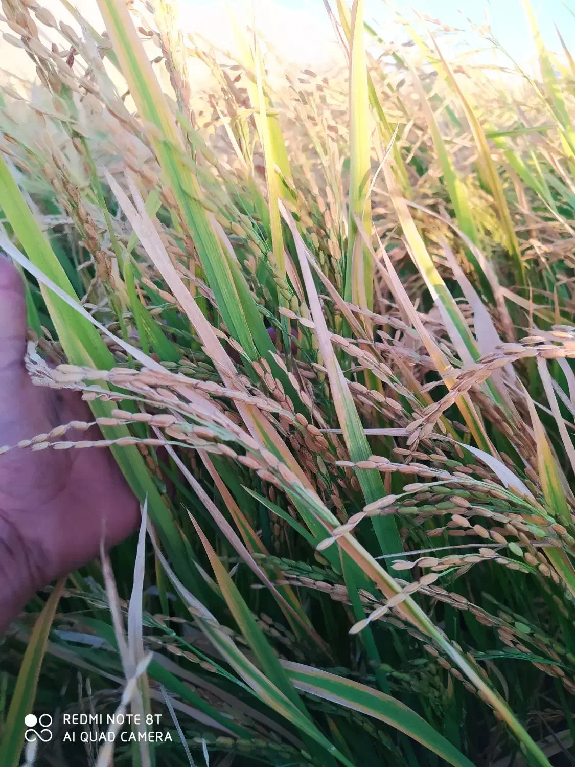 زمین کشاورزی|اجارهٔ دفتر صنعتی، کشاورزی، تجاری|درودزن, |دیوار