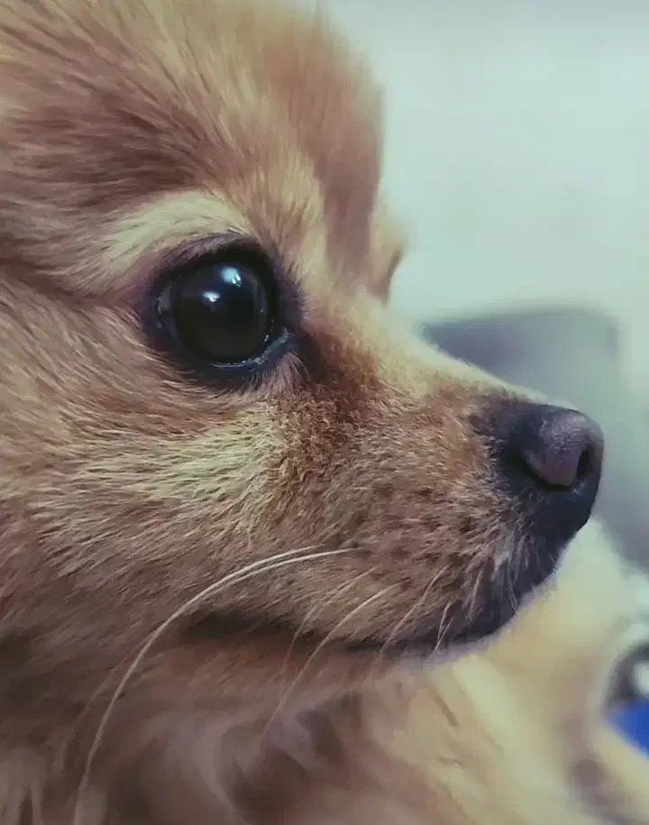 سگ پامر|سگ|اراک, |دیوار