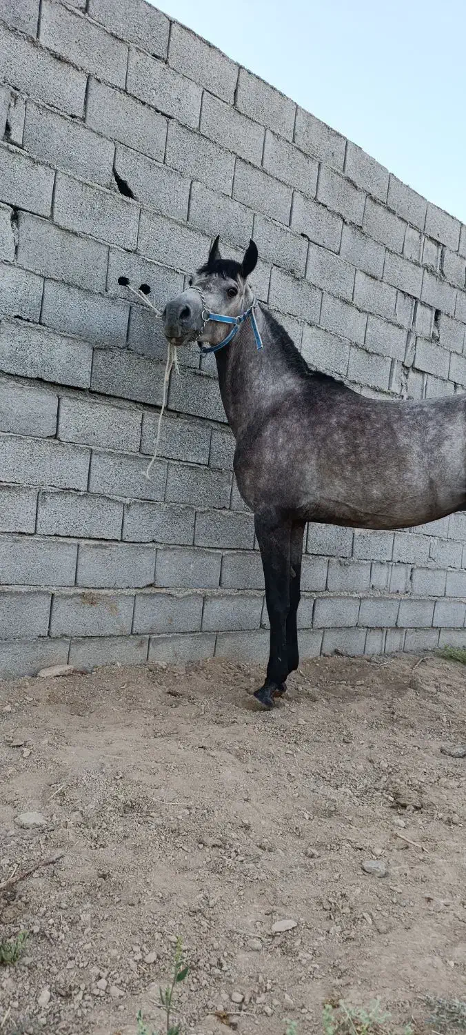 اسب سواری دار|اسب و تجهیزات اسبسواری|مبارکه, |دیوار