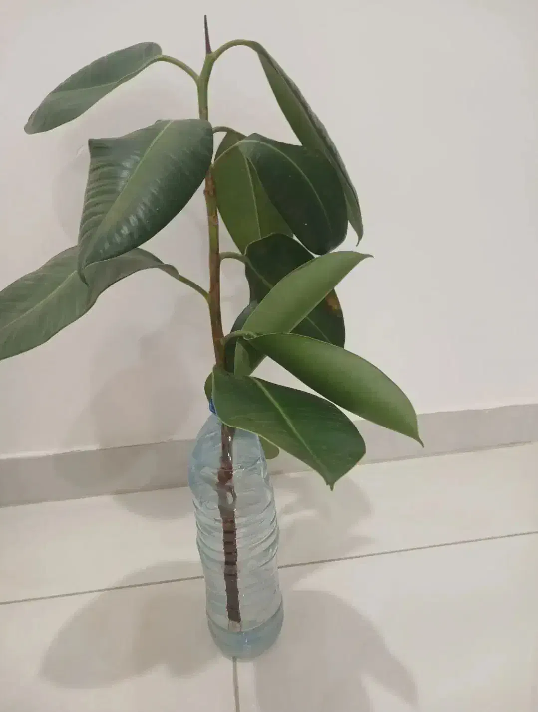 فروش گل گوش فیل|گل و گیاه طبیعی|سقز, |دیوار