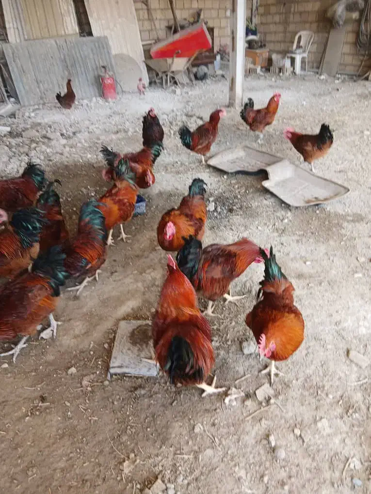 خروس محلی رسمی وسالم|حیوانات مزرعه|تنکمان, |دیوار