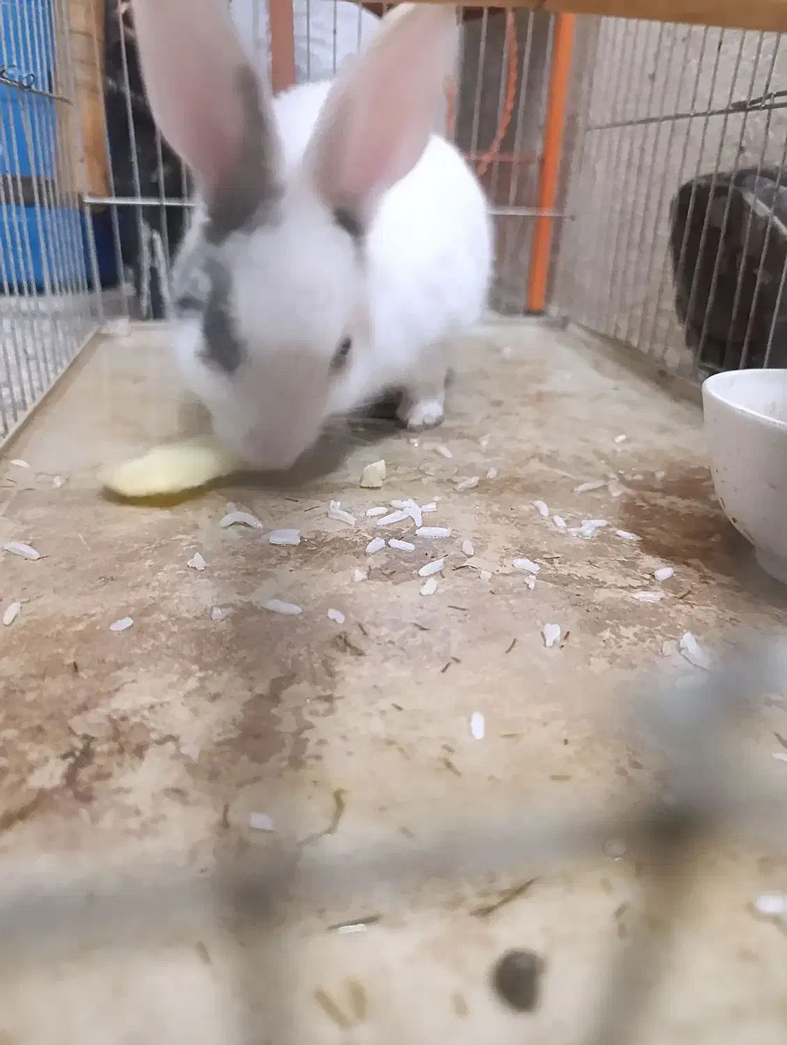 خرگوش|موش و خرگوش|همدان, |دیوار