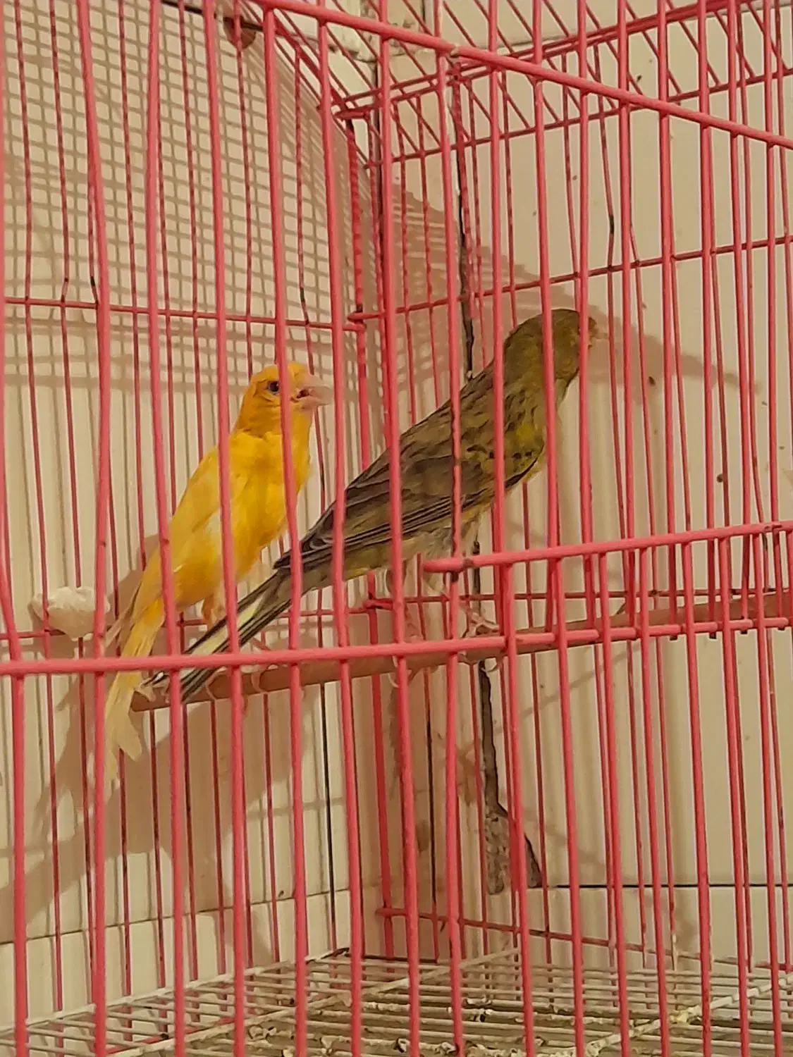 قناری مست مولد وتکی|پرنده|دهلران, |دیوار