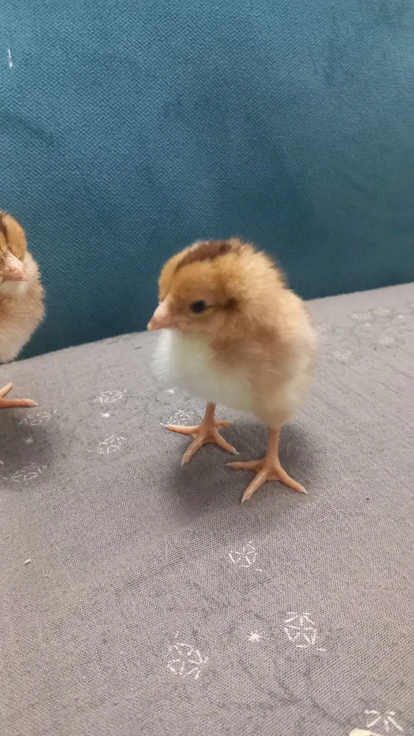 مرغ و خروس جوجه خرگوش لاری|حیوانات مزرعه|مشهد, انقلاب|دیوار