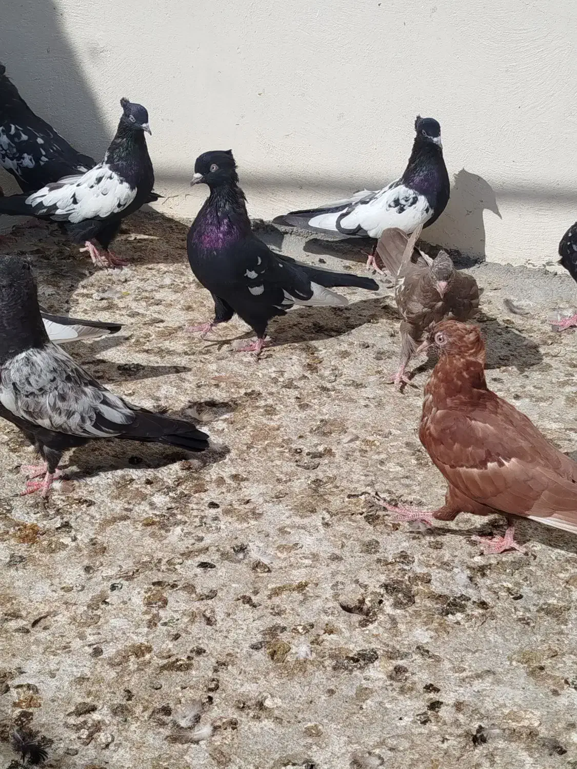 30عدد جوجه سینه سیاه و سینه سرخ|پرنده|اوز, |دیوار