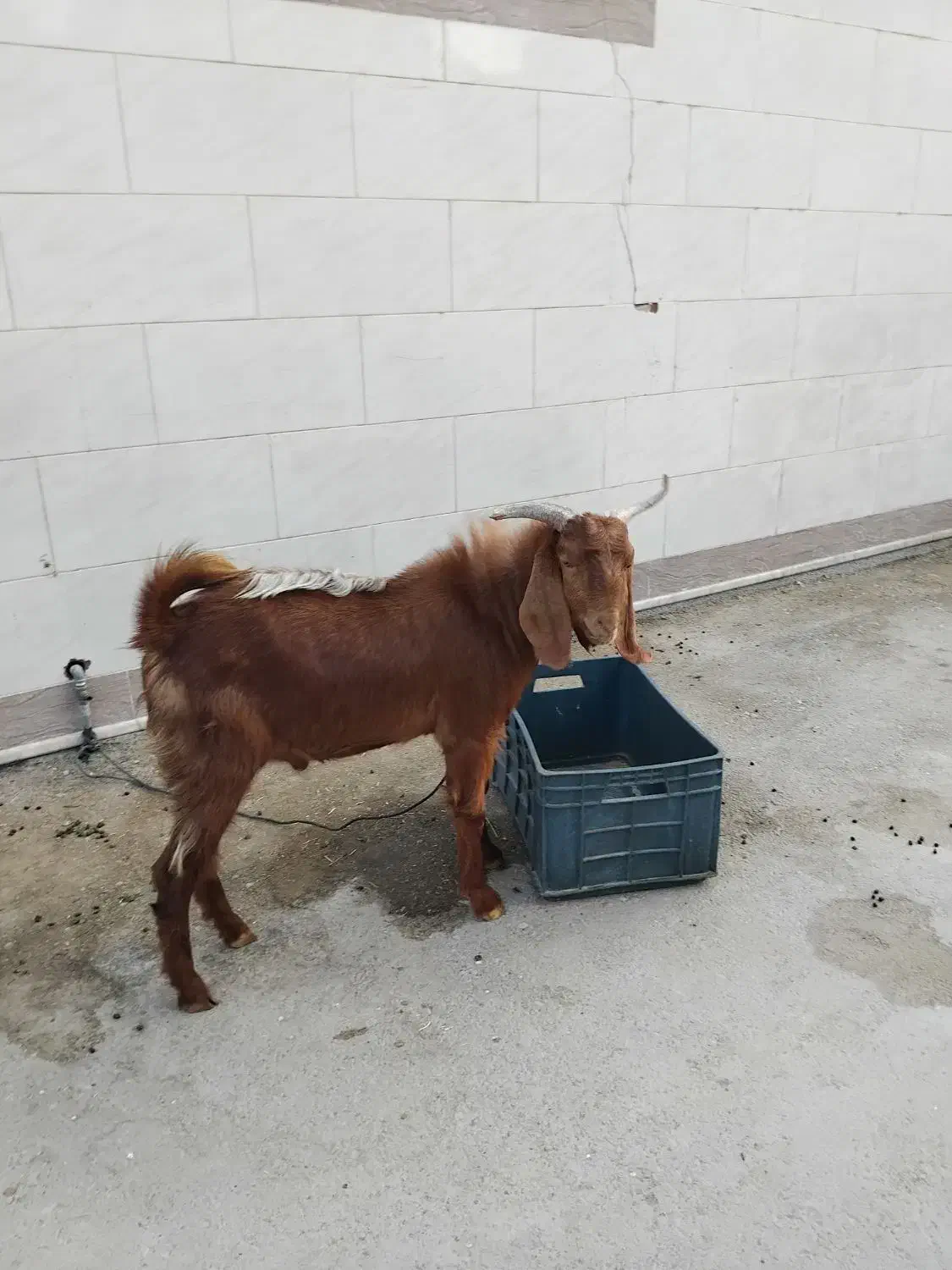 کهره نر|حیوانات مزرعه|بندر دیر, |دیوار