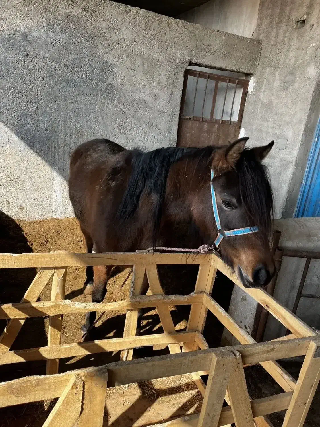 اسب مادیون|اسب و تجهیزات اسب‌سواری|صفادشت, |دیوار