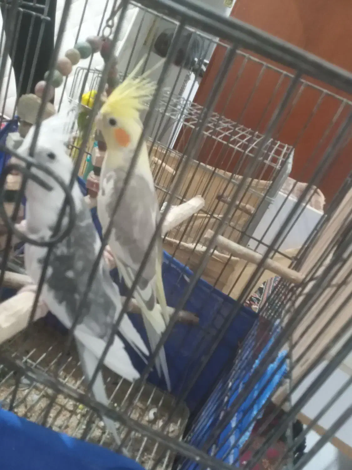 عروس هلندی جفت|پرنده|چمستان, |دیوار