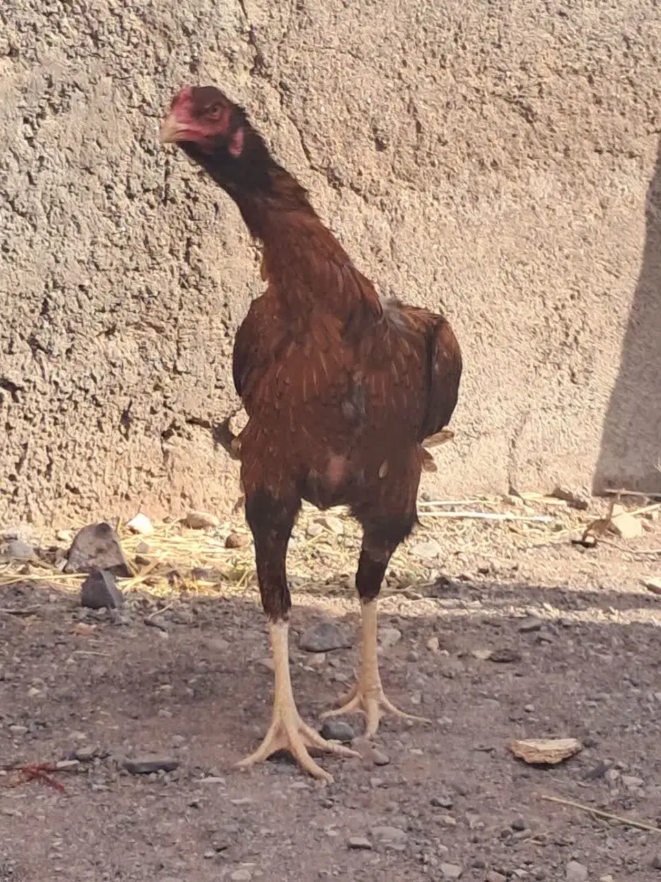 دو عدد مرغ لاری اوشامو|حیوانات مزرعه|قم, تولید دارو و یخچال|دیوار