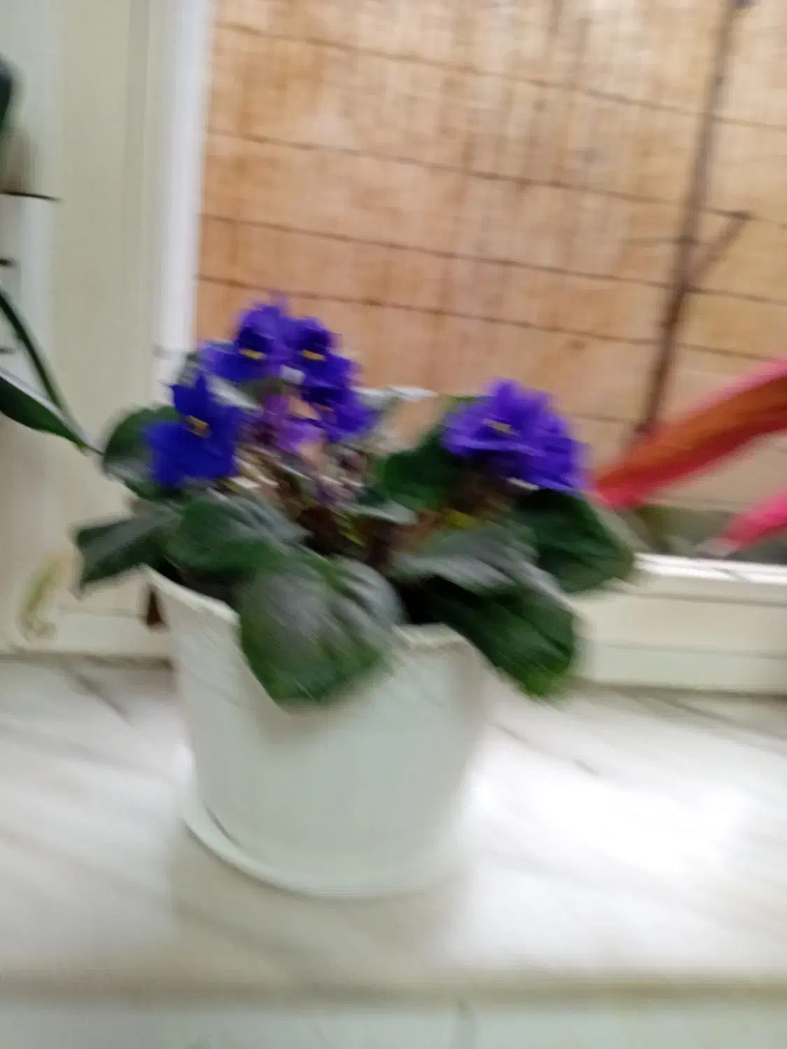 گل بنفشه آفریقایی فروشی|گل و گیاه طبیعی|حویق, |دیوار