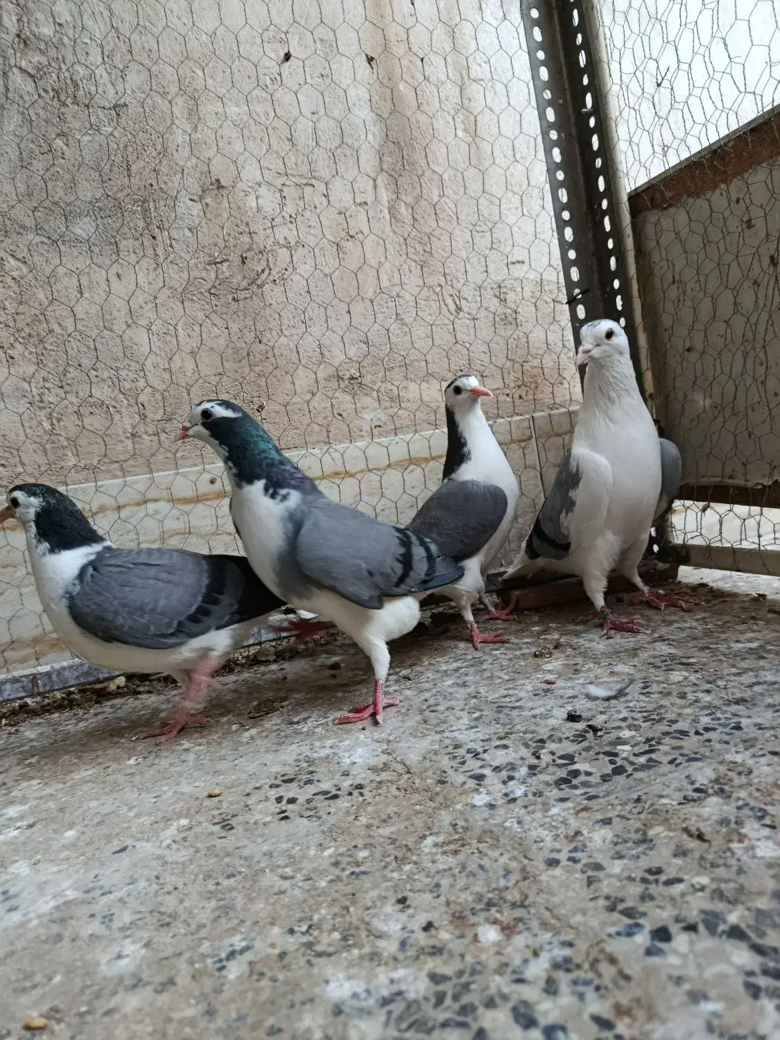 یکجفت نرو ماده با جوجه|پرنده|اصفهان, جاوان|دیوار