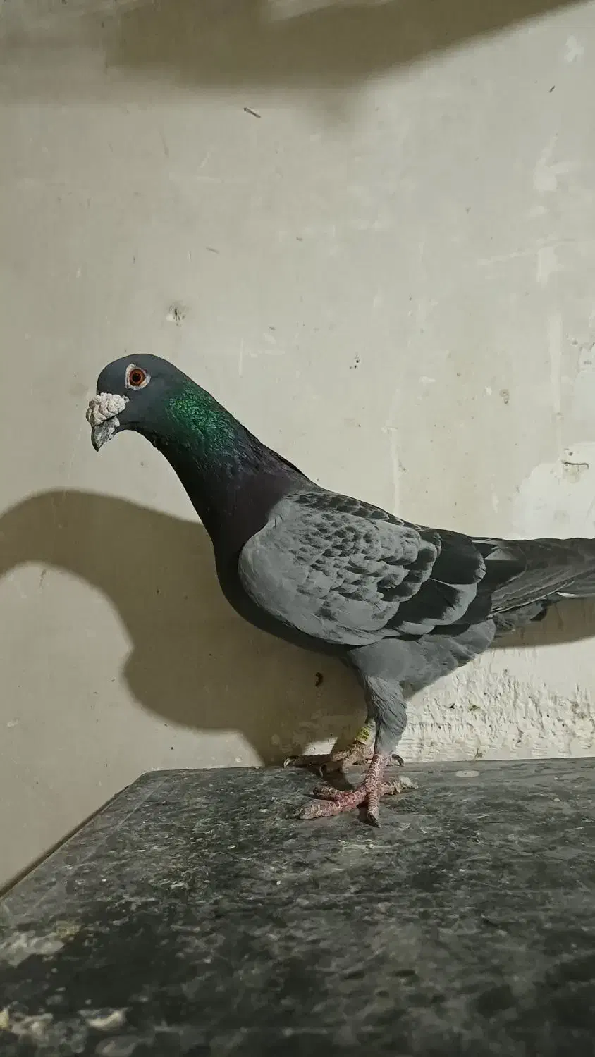 سبز پولک|پرنده|مشهد, کوشش|دیوار