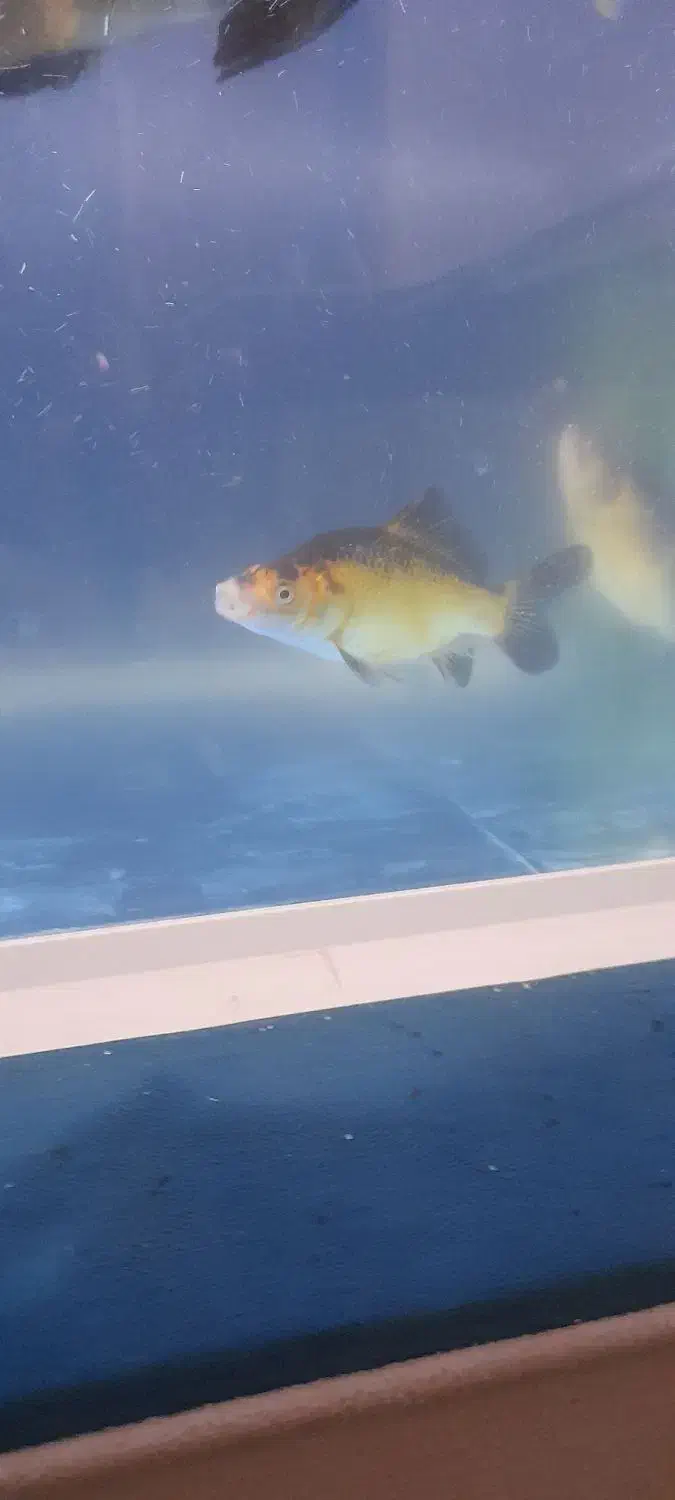 دو عدد ماهی کاراس|ماهی|اسلامآباد غرب, |دیوار