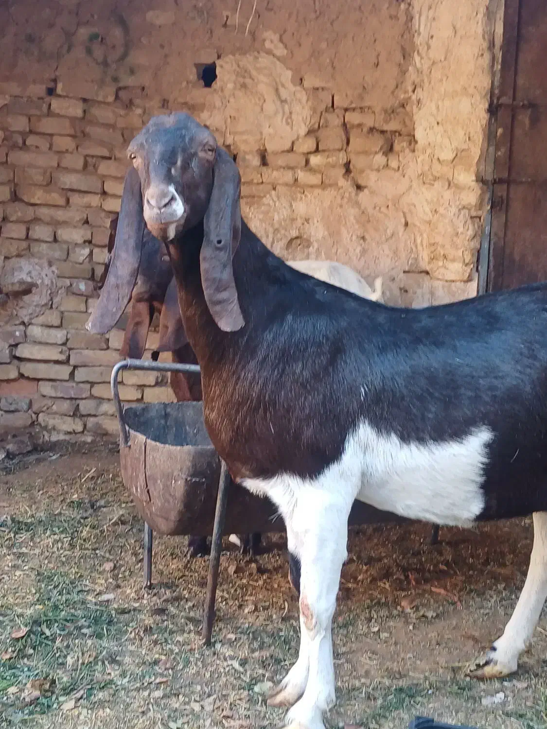 بز پاکستانی|حیوانات مزرعه|اردکان, |دیوار