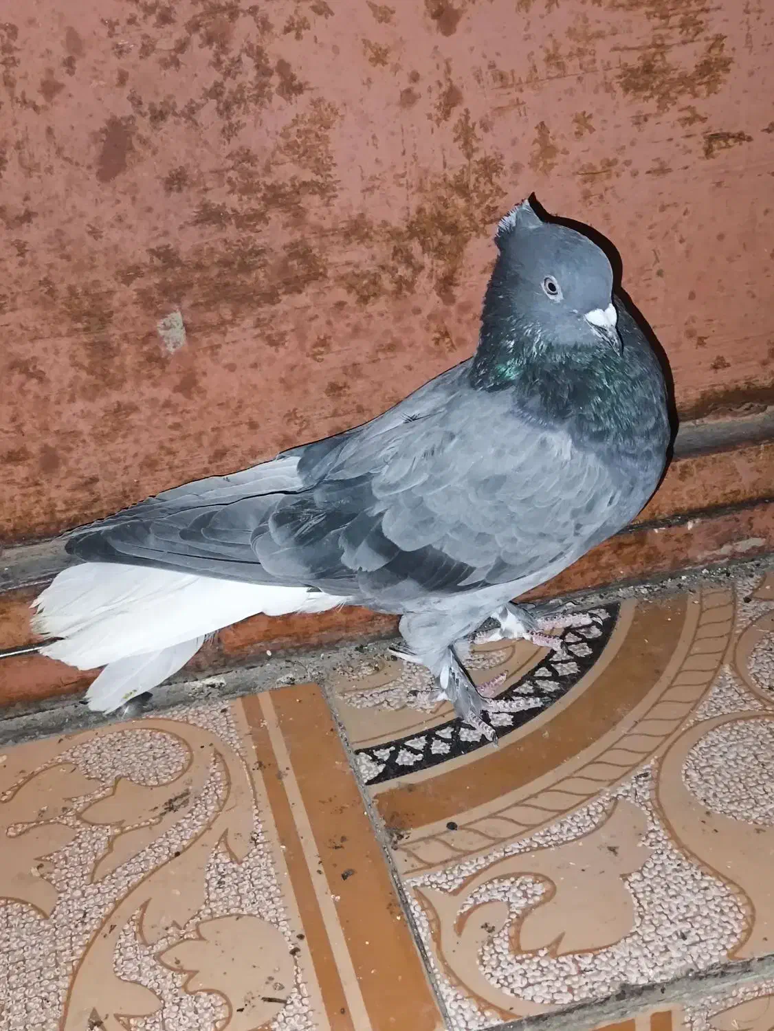 5 عدد کبوتر|پرنده|دهدشت, |دیوار