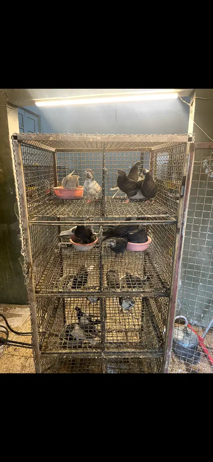 جفت کن گنجه جفتکنی جوجه کشی|لوازم جانبی حیوانات|تهران, جوادیه|دیوار