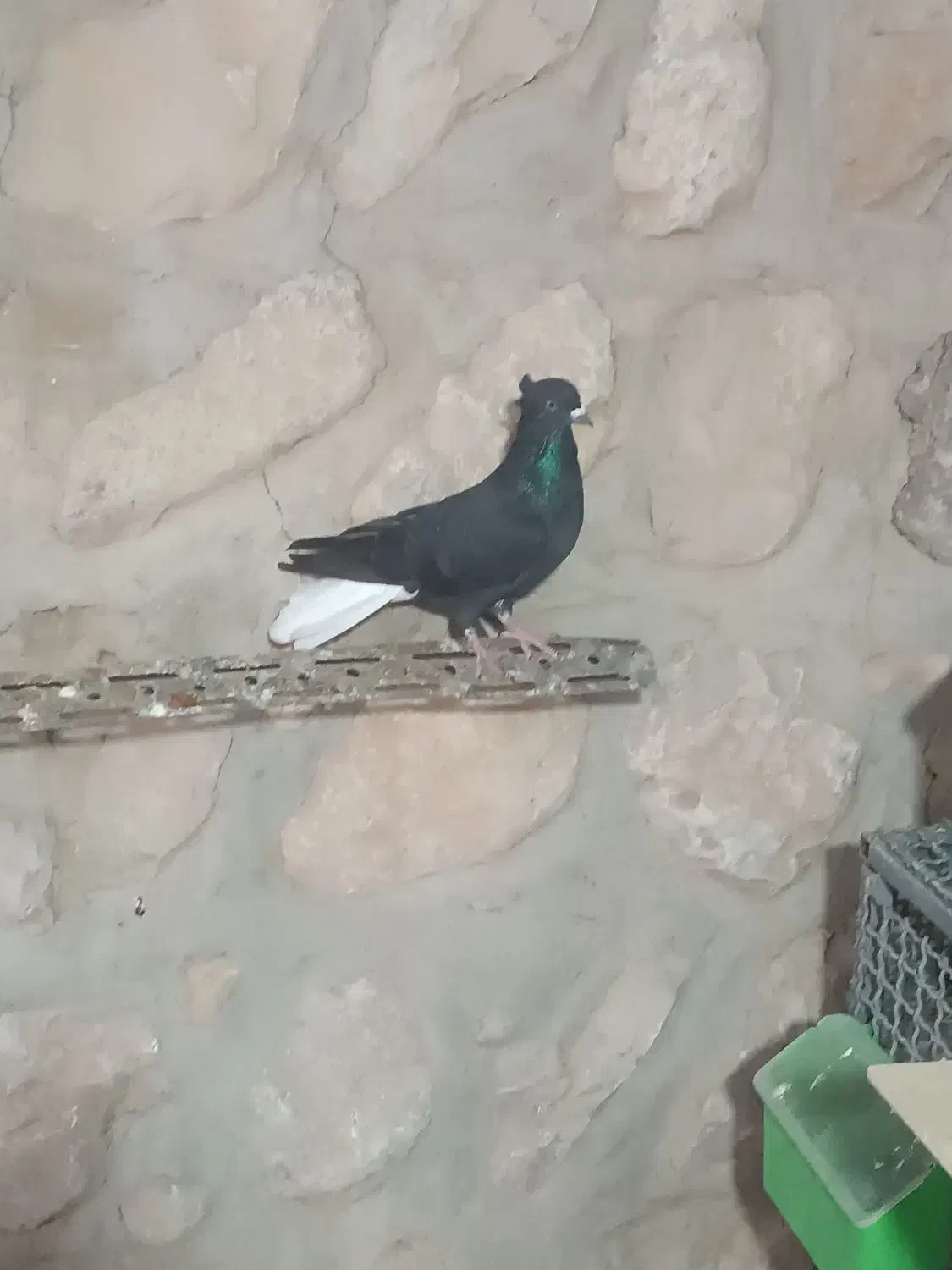 کبوتر دم سفید|پرنده|سیروان, |دیوار