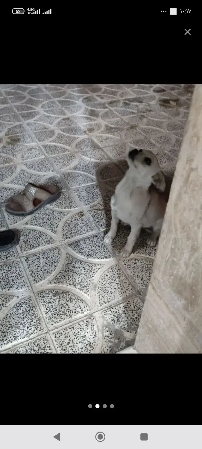 گم شده|سگ|دهبکری, |دیوار