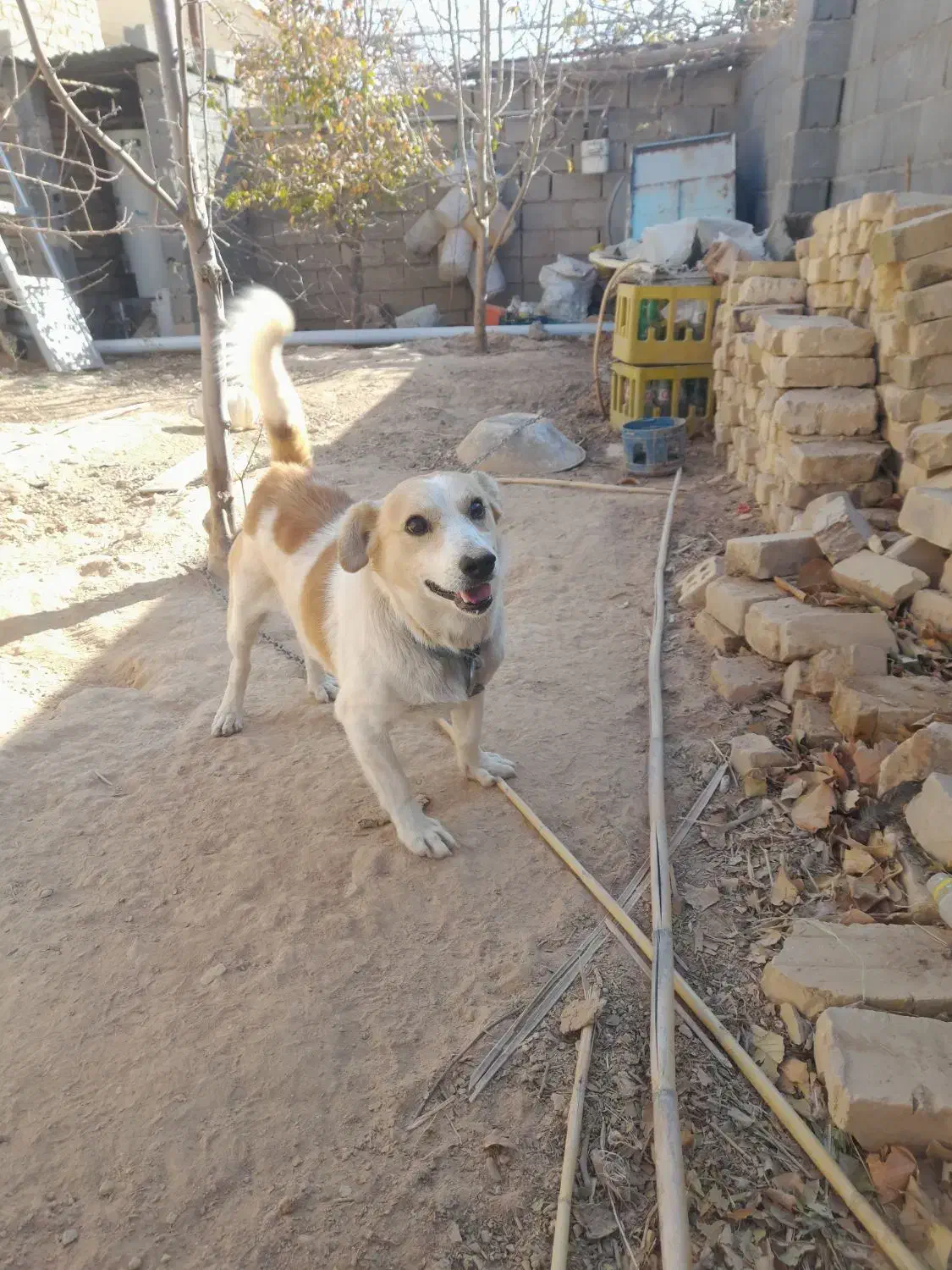 سگ پاکوتاه|سگ|بجنورد, |دیوار