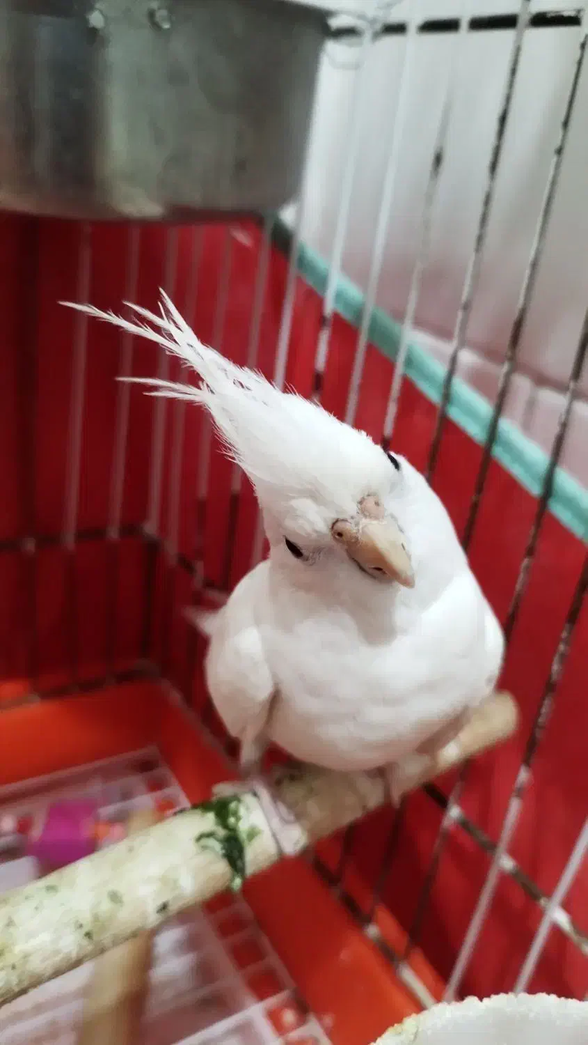 عروس هلندی|پرنده|یزد, |دیوار